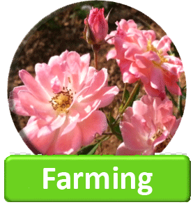 Our farming